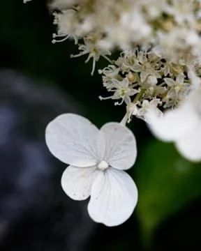 White Hydrangea Flower Stock Photos