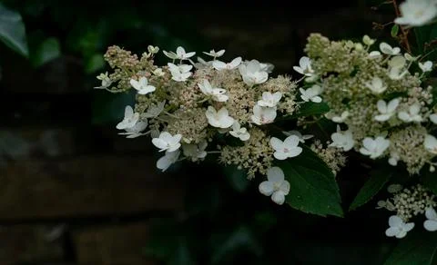 White hydrangea flower Stock Photos