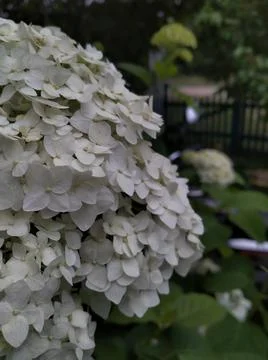 White hydrangea flower Stock Photos