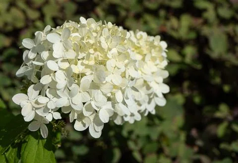 White hydrangea flower Stock Photos