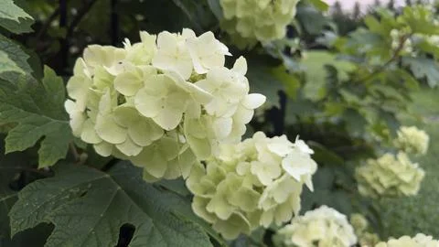 White Hydrangea Flower Foto stock