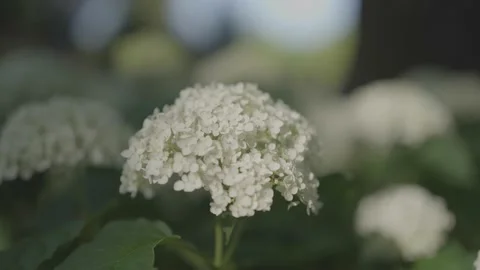 White Hydrangea Flower In Summer Time Stock Footage 229781262