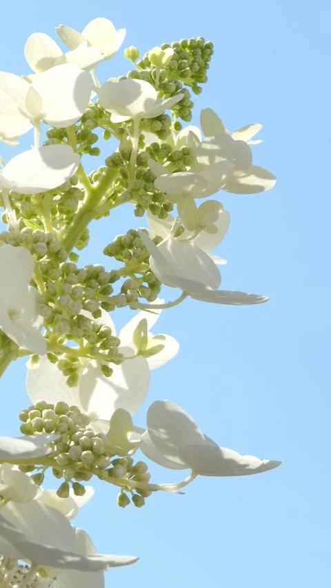 White hydrangea flower on sunny blue sky 動画素材 277346705
