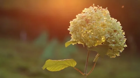 White hydrangea flower at sunset Stock Footage 161775127