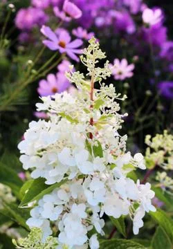 White hydrangea flower in sunset sunlight. Photos