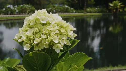 White Hydrangea Flower Swaying Softly by the Pond Video stock 341791620