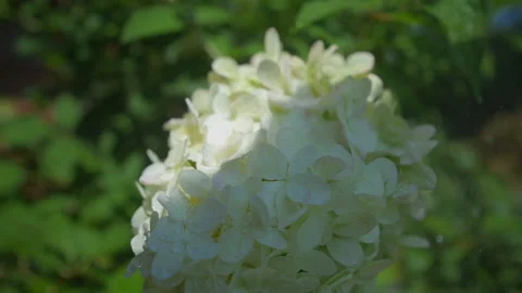 White Hydrangea Flower Watered in Slow Motion Stock Footage 205580026