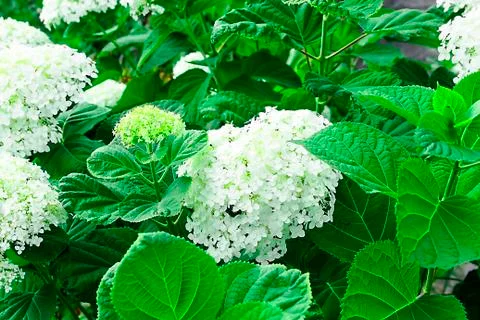 White hydrangea flowers after the rain the summer Foto stock