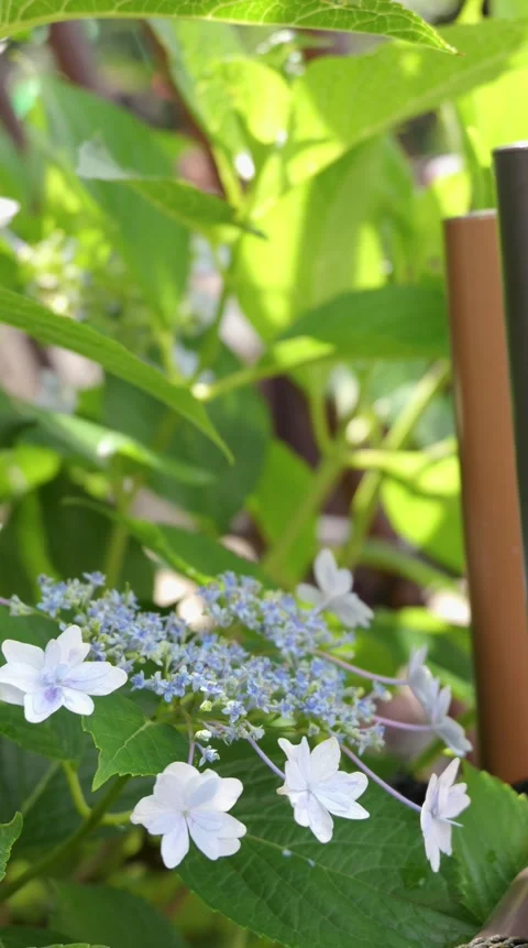 White Hydrangea Flowers and Green Leaves Swaying Gently in Breeze vertical video 動画素材 336786478