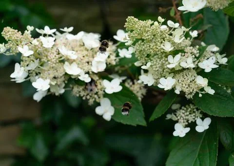 White hydrangea flowers with bees Stock Photos
