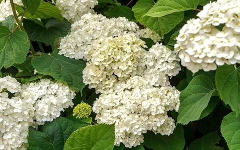 White Hydrangea Flowers in Bloom with Lush Green Leaves Stock-Fotos