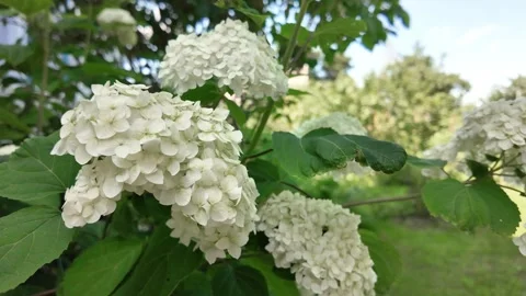 White hydrangea flowers bloomed in the garden Stock Footage 282181687
