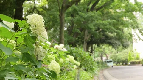 White hydrangea flowers blooming along park path in summer Stock Footage 339271229