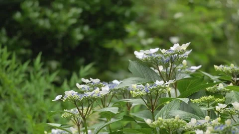 White hydrangea flowers blooming in lush green garden 動画素材 335809044