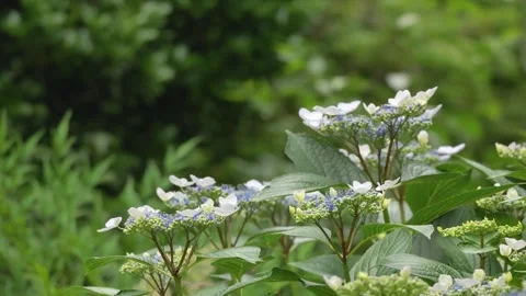 White hydrangea flowers blooming in lush green garden Видео 335809050