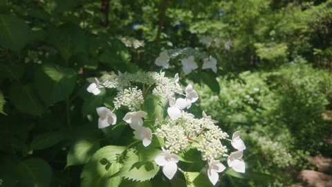 White hydrangea flowers blooming in lush green forest park 動画素材 336003326