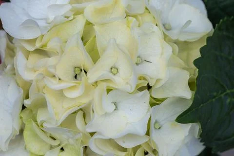 White hydrangea flowers blooming producing a delicate texture Stock Photos