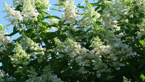 White hydrangea flowers blooming in summer sunlight Stock Footage 280127196
