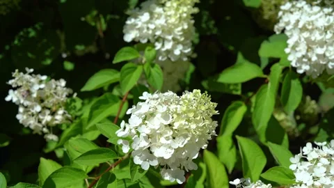 White hydrangea flowers blooming in a sunny garden Stock Footage 341853195