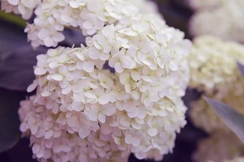 White hydrangea flowers close-up on green background Stock Photos