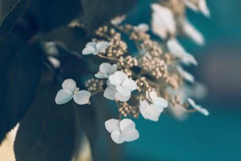 White hydrangea flowers close-up Stock Photos
