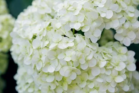 White hydrangea flowers close-up. Stock Photos