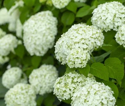 White hydrangea flowers close up Stock Photos