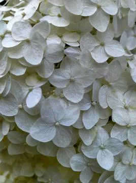 White hydrangea flowers close up Stock Photos