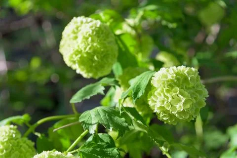 White hydrangea flowers closeup Foto stock
