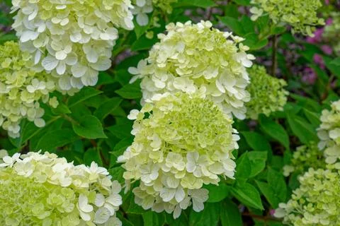 White hydrangea flowers closeup Stock Photos