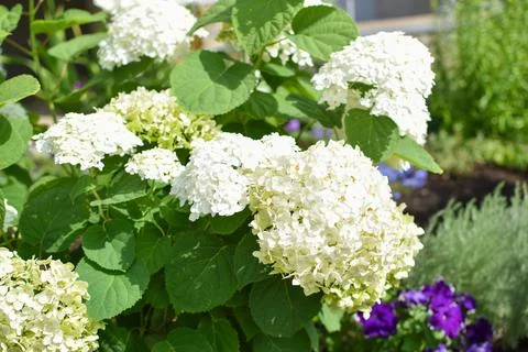 White hydrangea flowers in a flower bed. Botanical Garden. Stock Photos
