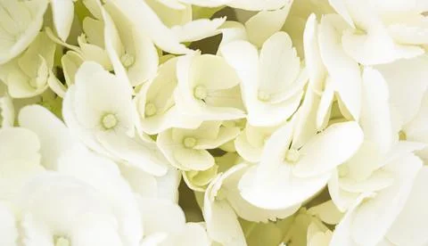 White hydrangea flowers in full bloom. close up Stock Photos