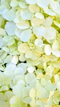 White hydrangea flowers in full bloom. Macro shot of soft petal texture Stock Photos