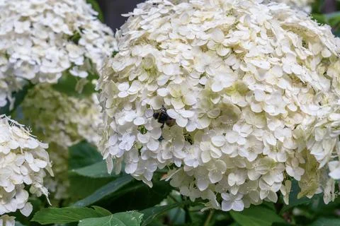 White hydrangea flowers in full bloom with green leaves in summer garden. L.. Stock Photos