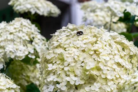 White hydrangea flowers in full bloom with green leaves in summer garden. L.. Stock Photos