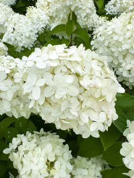 White Hydrangea Flowers in Full Bloom Garden 스톡 사진