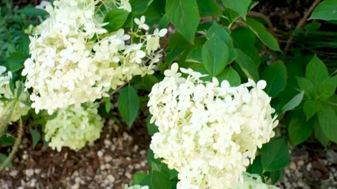 White hydrangea flowers in the garden close-up, natural background. Stock Footage 316114152