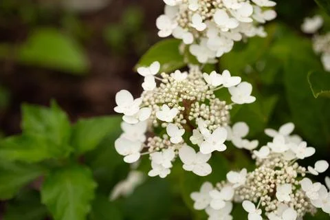 White hydrangea flowers in the garden close up. Beautiful summer flowers Stock Photos