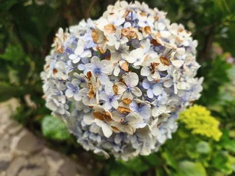 White hydrangea flowers in the garden 스톡 사진