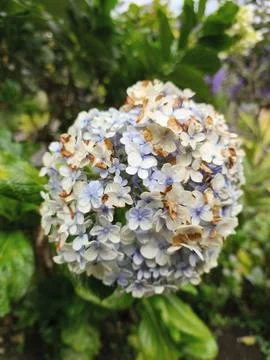 White hydrangea flowers in the garden 스톡 사진