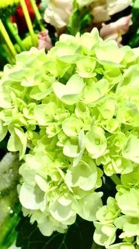 White hydrangea flowers in a garden setting Stock Photos