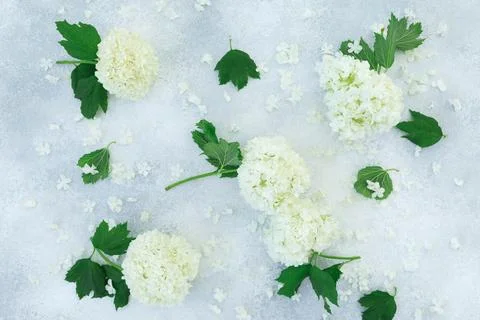 White hydrangea flowers on gray background. Flat lay, Top view Stock Photos