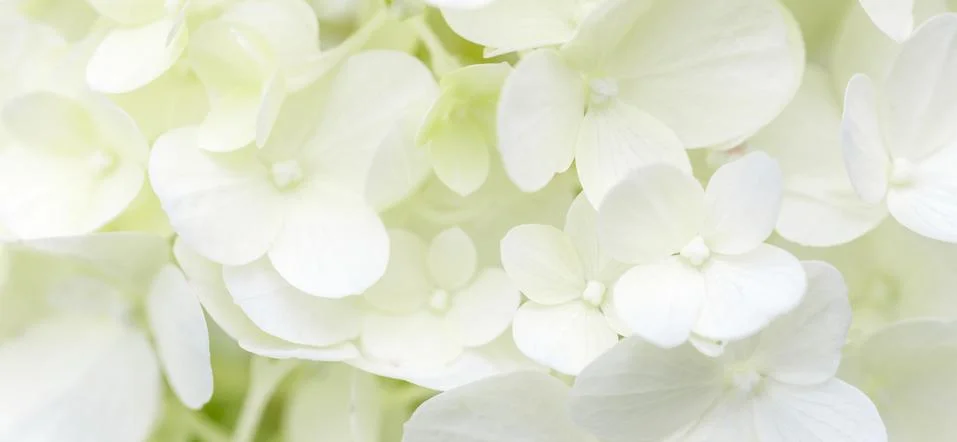 White hydrangea flowers panoramic border, banner, wedding romantic background Foto stock