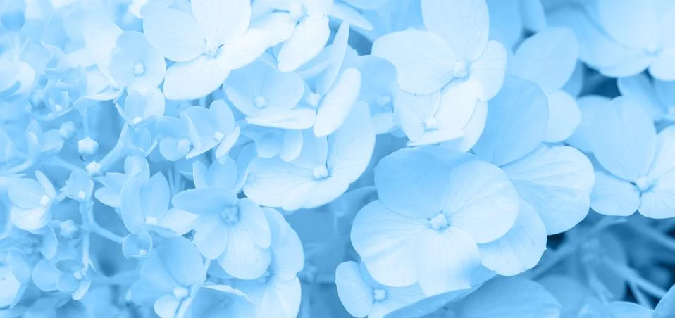 White hydrangea flowers panoramic border, banner, wedding romantic background Foto stock