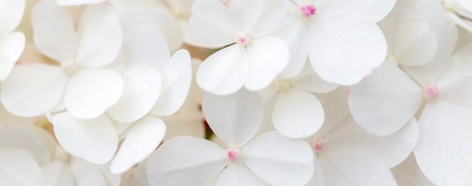 White hydrangea flowers panoramic border, banner, wedding romantic background Foto stock