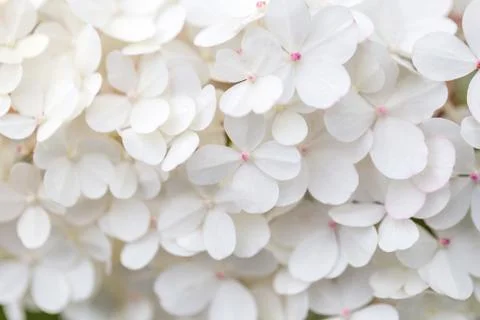 White hydrangea flowers panoramic border, banner, wedding romantic background Foto stock
