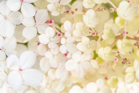 White hydrangea flowers panoramic border, banner, wedding romantic background Foto stock