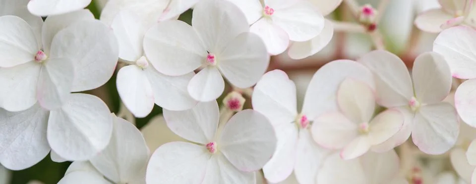 White hydrangea flowers panoramic border, banner, wedding romantic background Foto stock