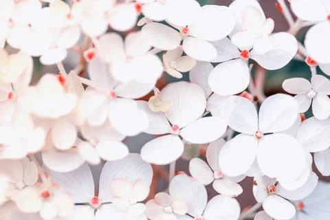 White hydrangea flowers panoramic border, banner, wedding romantic background Foto stock