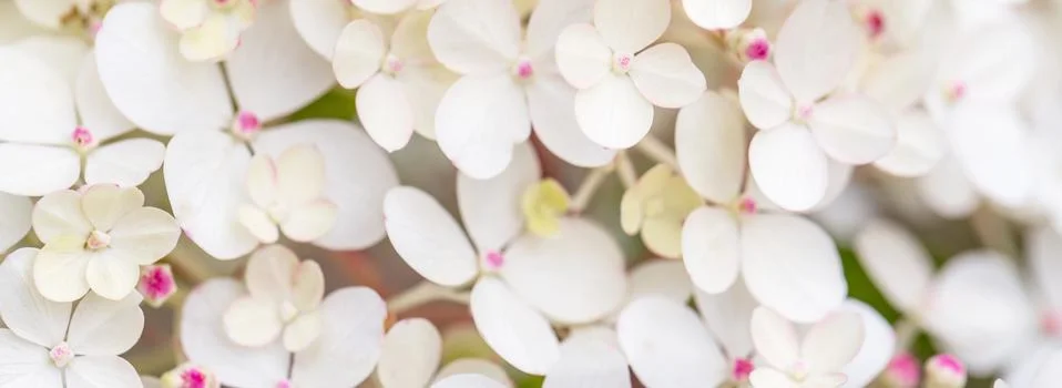 White hydrangea flowers panoramic border, banner, wedding romantic background Foto stock
